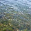 Marsala_2012 (224)